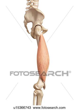 Human muscles of leg View Large Photo Image Stock Image - Human muscles of leg. Fotosearch