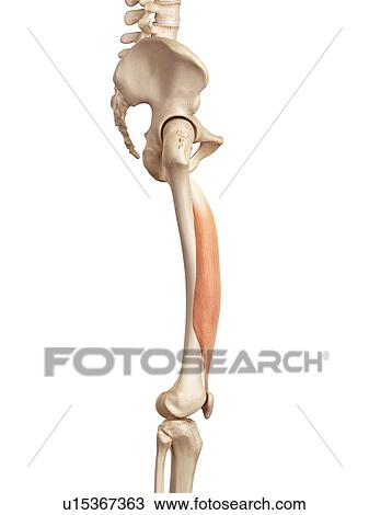 Stock Image - Human muscles of leg. Fotosearch