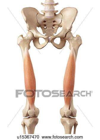 Stock Image - Human muscles of leg. Fotosearch