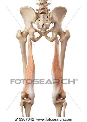Human muscles of leg View Large Photo Image Stock Image - Human muscles of leg. Fotosearch