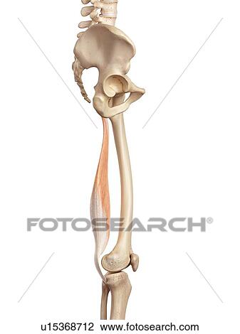 Human muscles of leg View Large Photo Image Stock Image - Human muscles of leg. Fotosearch