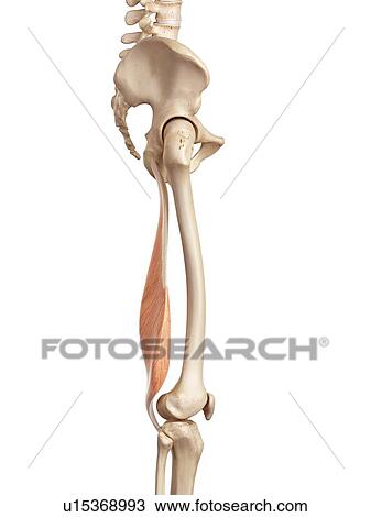 Human muscles of leg View Large Photo Image Stock Image - Human muscles of leg. Fotosearch