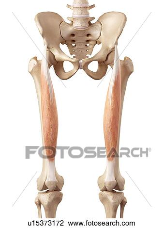 Stock Image - Human muscles of leg. Fotosearch