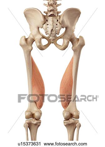 Human muscles of leg View Large Photo Image Stock Image - Human muscles of leg. Fotosearch