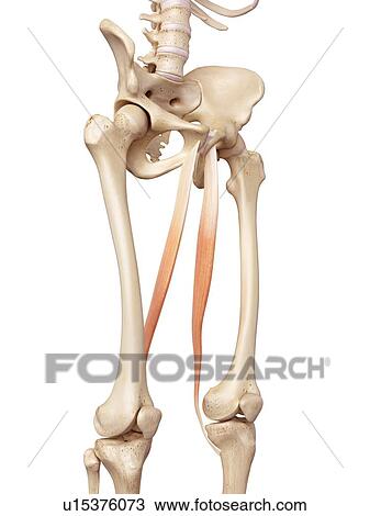 Stock Image - Human muscles of leg. Fotosearch