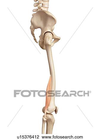 Stock Image - Human muscles of leg. Fotosearch
