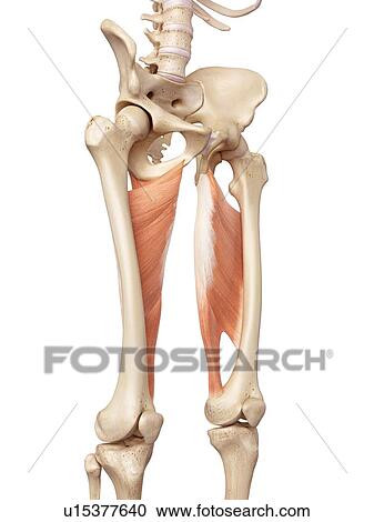 Human muscles of leg View Large Photo Image Stock Image - Human muscles of leg. Fotosearch