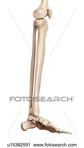 Human muscles of leg View Large Photo Image Stock Image - Human muscles of leg. Fotosearch