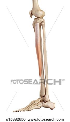 Stock Image - Human muscles of leg. Fotosearch