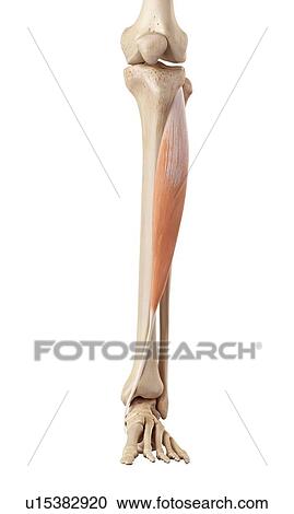 Human muscles of leg View Large Photo Image Stock Image - Human muscles of leg. Fotosearch
