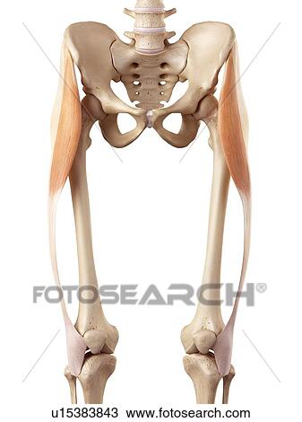 Human muscles of leg View Large Photo Image Stock Image - Human muscles of leg. Fotosearch