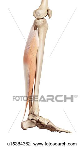 Human muscles of leg View Large Photo Image Stock Image - Human muscles of leg. Fotosearch