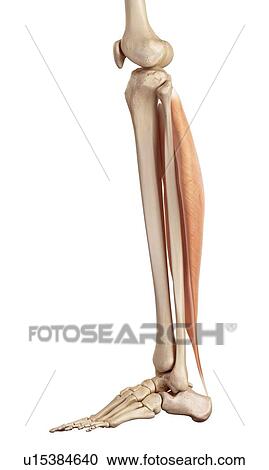 Human muscles of leg View Large Photo Image Stock Image - Human muscles of leg. Fotosearch