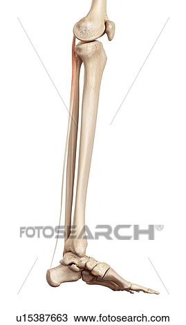 Human muscles of leg View Large Photo Image Stock Image - Human muscles of leg. Fotosearch