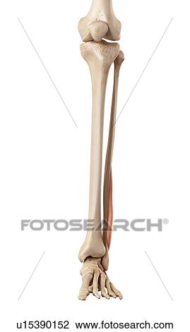 Stock Image - Human muscles of leg. Fotosearch