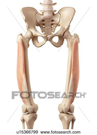 Human muscles of leg View Large Photo Image Stock Photo - Human muscles of leg. Fotosearch