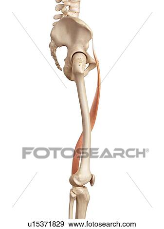 Stock Photo - Human muscles of leg. Fotosearch