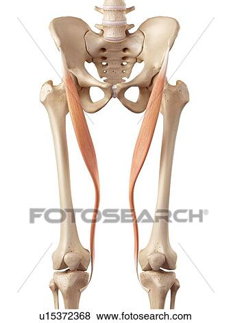 Stock Photo - Human muscles of leg. Fotosearch