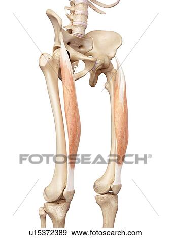 Stock Photo - Human muscles of leg. Fotosearch
