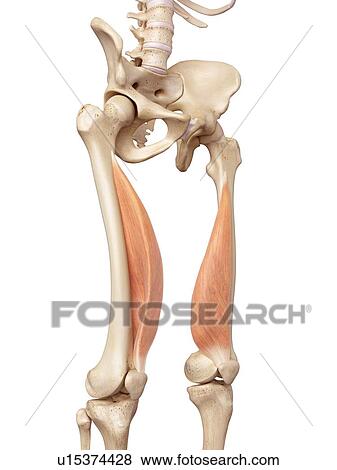 Human muscles of leg View Large Photo Image Stock Photo - Human muscles of leg. Fotosearch