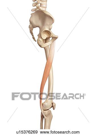 Stock Photo - Human muscles of leg. Fotosearch