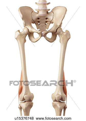 Human muscles of leg View Large Photo Image Stock Photo - Human muscles of leg. Fotosearch