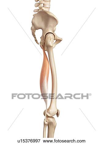 Human muscles of leg View Large Photo Image Stock Photo - Human muscles of leg. Fotosearch