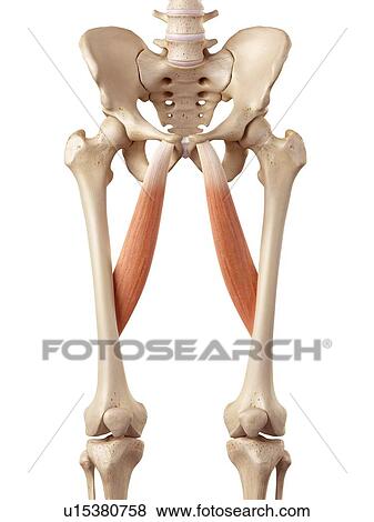 Stock Photo - Human muscles of leg. Fotosearch