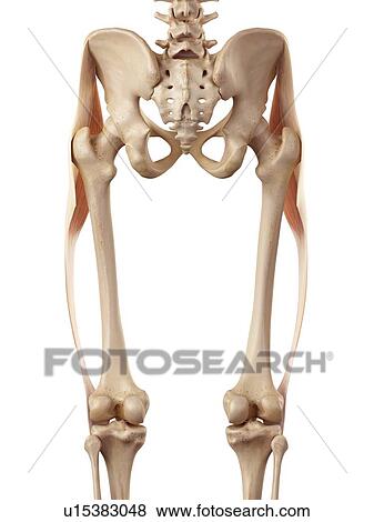 Human muscles of leg View Large Photo Image Stock Photo - Human muscles of leg. Fotosearch