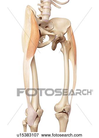 Human muscles of leg View Large Photo Image Stock Photo - Human muscles of leg. Fotosearch