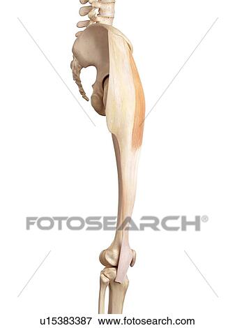 Stock Photo - Human muscles of leg. Fotosearch