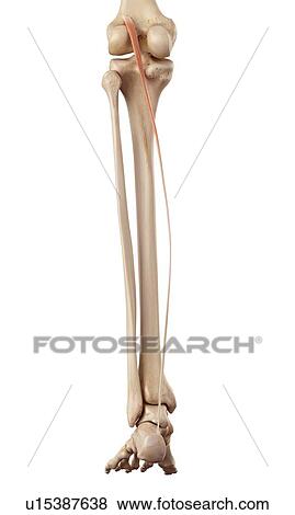 Human muscles of leg View Large Photo Image Stock Photo - Human muscles of leg. Fotosearch