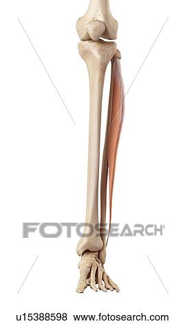 Human muscles of leg View Large Photo Image Stock Photo - Human muscles of leg. Fotosearch