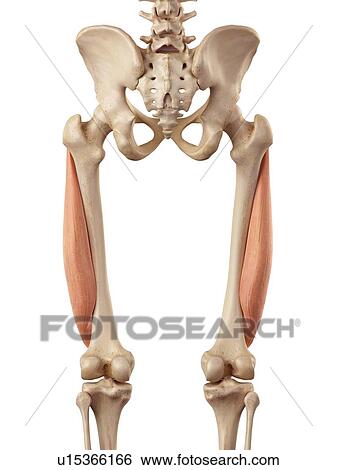 Human muscles of leg View Large Photo Image Stock Photograph - Human muscles of leg. Fotosearch