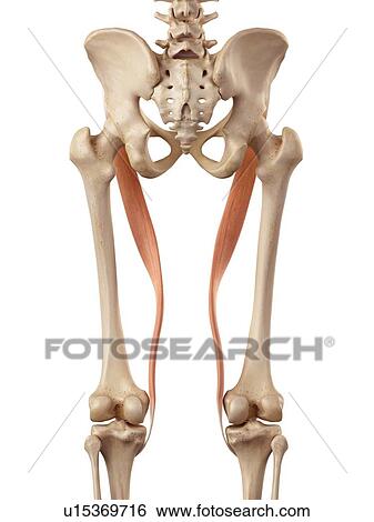 Stock Photograph - Human muscles of leg. Fotosearch