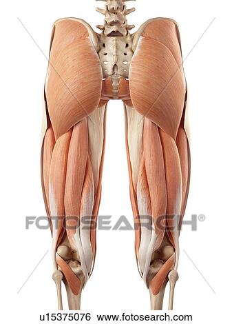 Stock Photograph - Human muscles of leg. Fotosearch