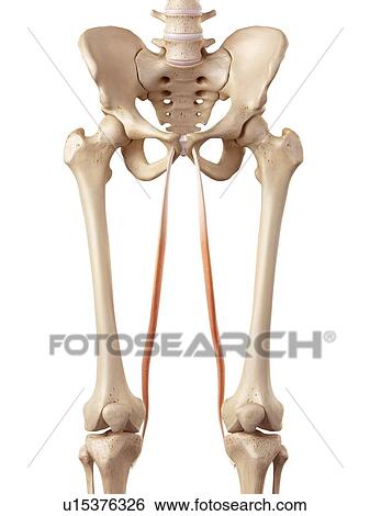 Human muscles of leg View Large Photo Image Stock Photograph - Human muscles of leg. Fotosearch
