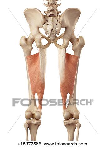 Stock Photograph - Human muscles of leg. Fotosearch