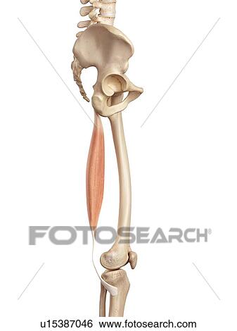 Human muscles of leg View Large Photo Image Stock Photograph - Human muscles of leg. Fotosearch