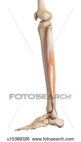Stock Photograph - Human muscles of leg. Fotosearch