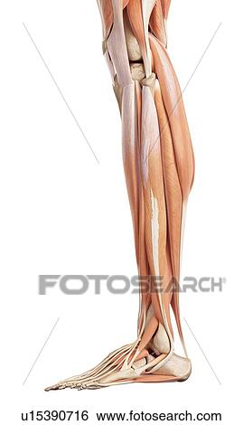 Stock Photograph - Human muscles of leg. Fotosearch