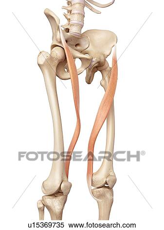 Stock Photography - Human muscles of leg. Fotosearch