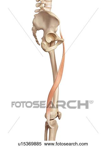 Stock Photography - Human muscles of leg. Fotosearch