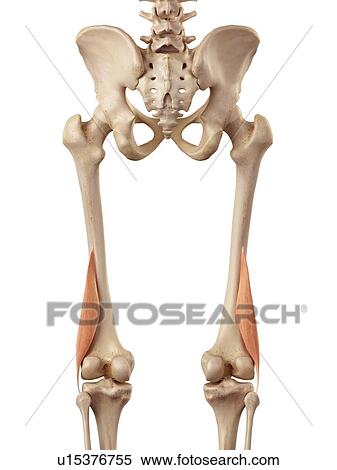 Human muscles of leg View Large Photo Image Stock Photography - Human muscles of leg. Fotosearch