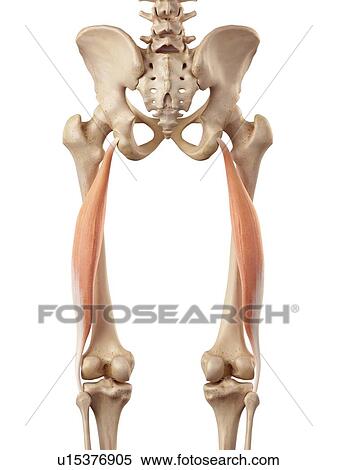 Human muscles of leg View Large Photo Image Stock Photography - Human muscles of leg. Fotosearch