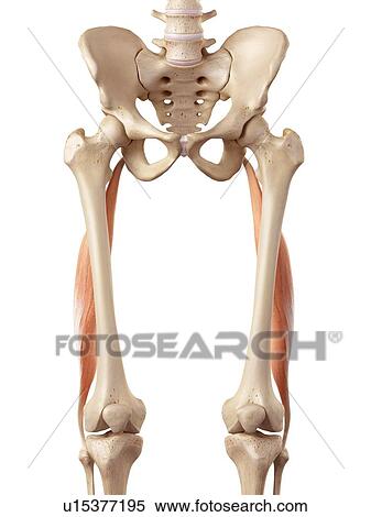Human muscles of leg View Large Photo Image Stock Photography - Human muscles of leg. Fotosearch