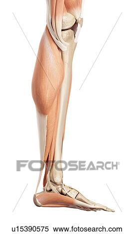 Human muscles of leg View Large Photo Image Stock Photography - Human muscles of leg. Fotosearch