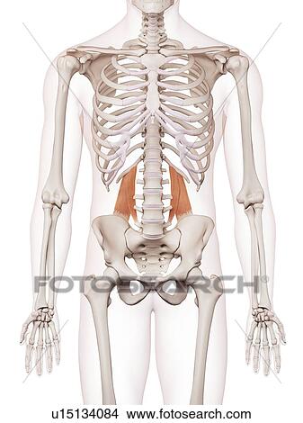 Human muscles View Large Photo Image Picture - Human muscles. Fotosearch