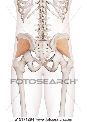 Picture - Human muscles. Fotosearch