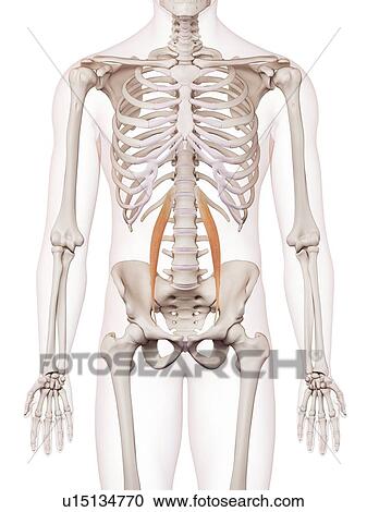 Stock Image - Human muscles. Fotosearch